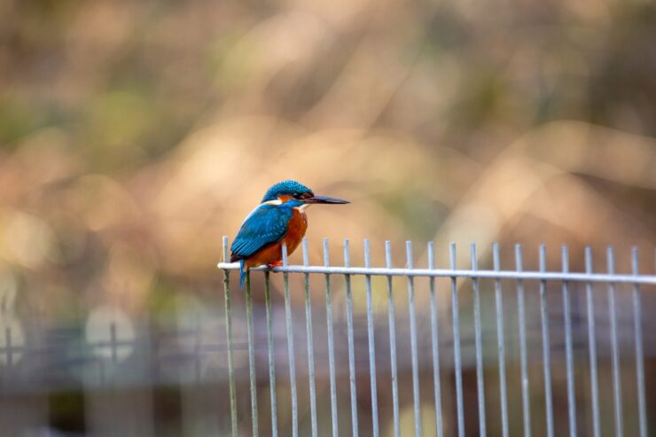 Mit offenen Augen durch die Natur - Fotoausstellung von Antje Görtler im Stift zu Wüsten 4